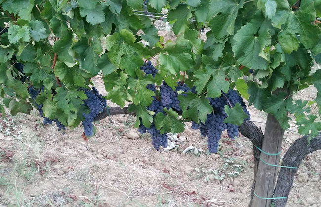 Agriturismo Macinatico 1 - Photo 33