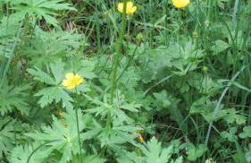 Val d'Azur Plein sud Face aux Pistes - Foto 18