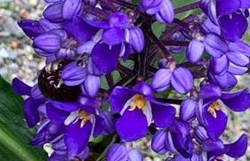 Sítio Martins com lazer completo em Ibiúna, SP - Photo 38