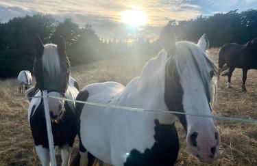 Rosehill Cottage 1699 - Stilvolles Hideaway, Berge & See - Photo 46