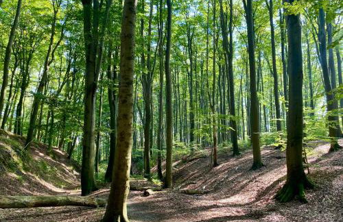 Zielone Okiennice Łagów - Foto 47