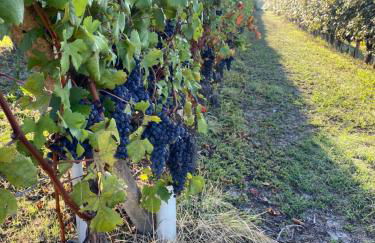 Appartamento nelle Langhe - Foto 16