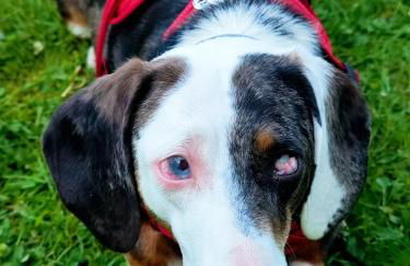 HiPyrenees - Top studio - Foto 17