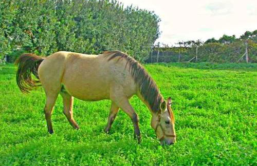 Quinta Nossa Senhora de Lourdes - Photo 41