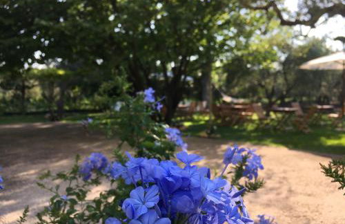 Az. Agr. Parco dei Buoi - Foto 6