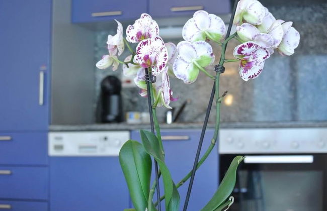 Haus Artemis - Foto 14