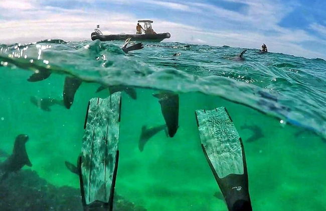 Nado con leones marinos en Plettenberg Bay - Foto 6