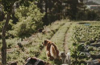 Verde Água Agroturismo e Agricultura Biológica - Photo 21