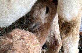 TOP moderne FeWo - Alpakahof zum Himmelreich, traumhafte Lage, Terrasse mit Weitblick, kostenfreier Parkplatz, Nähe Kurklinik, optional Sauna - Foto 34