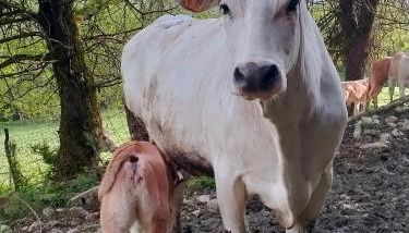 Agriturismo Cascina Dolomiti - Foto 2