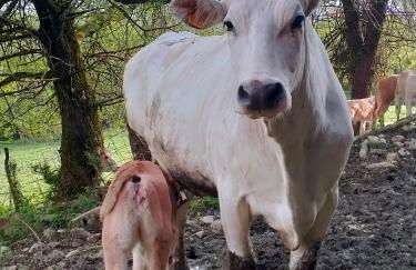 Agriturismo Cascina Dolomiti - Foto 2