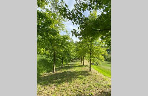 Casa intera tra le colline e le vigne del Dolcetto - Foto 37