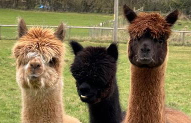 Bluebell House 5 Star Luxury 4 Bdrms and hot tub - Foto 40