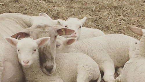 Fat Sheep Farm & Cabins - Photo 5