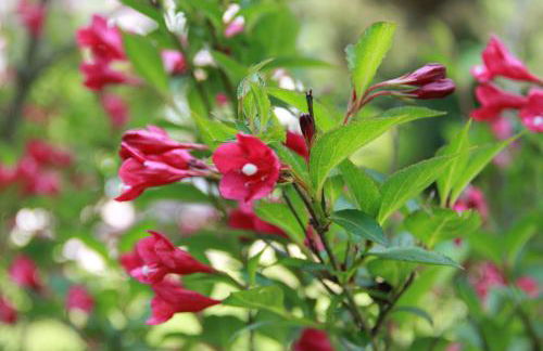 Villa Relax - Ferienwohnungen & Hallenbad & Relaxgarten - Foto 64