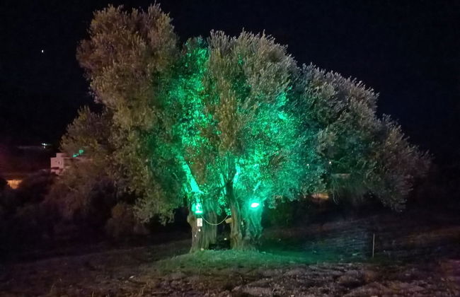 Hayela Bungalov Otel ve Restaurant - Foto 25