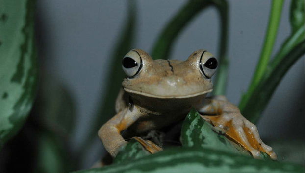 Conociendo la fauna local