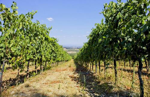 Fattoria Poggio Capponi - Foto 46