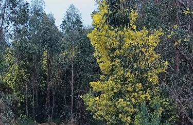 Monte Emitaj - Foto 19