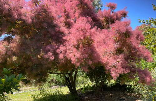 Charming Garden Retreat in Pedrogao Grande - Foto 45