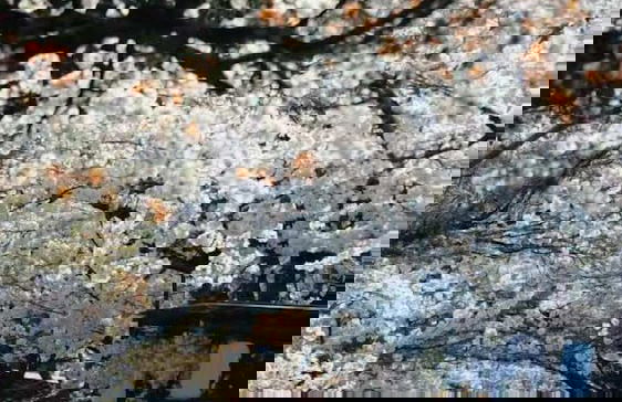 The Peony Hotel Kyoto - Foto 48