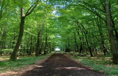 Large Detached Holiday Home in Hesse With Private Garden and Terrace - Foto 81