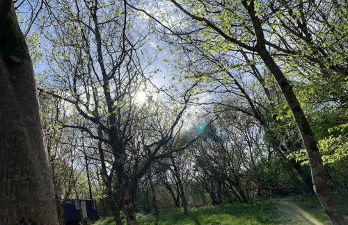 Cornwall Woodland Shepherd's Hut with Hot Tub - Deirdres Hut - Foto 33