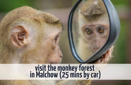 Apartment mit Seeblick - 950 m zum Hundestrand - Wiesengeflüster - Foto 38