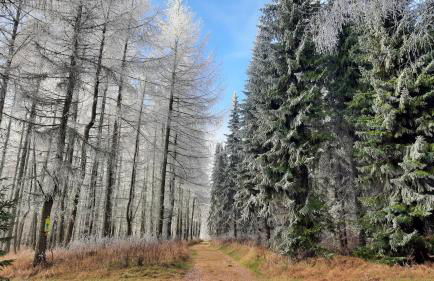Ferienhaus Schellerhäusl - Foto 36
