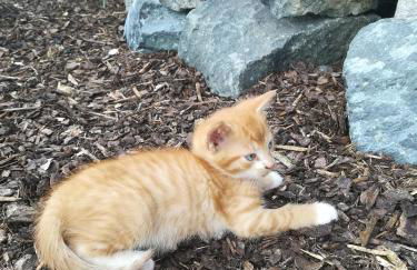 Hanslbauernhof - Foto 24