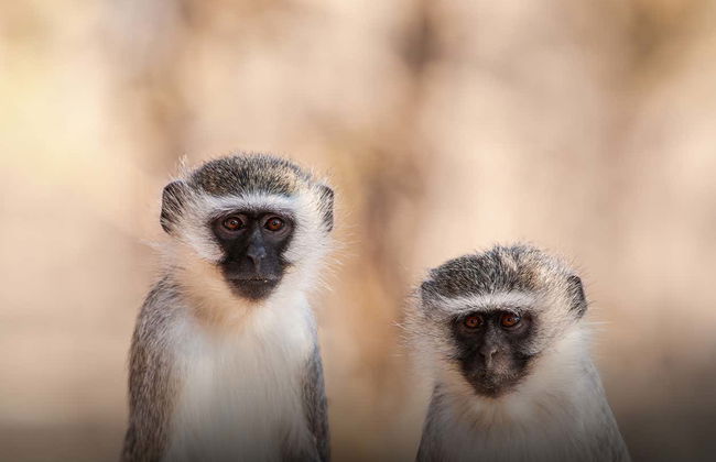 Ingresso do Aquário Emaar - Foto 7