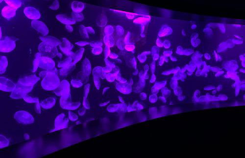 The Minted Mermaid - Foto 35