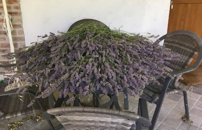 Tenuta di Cascina Diavolo dei Boschi - Foto 33