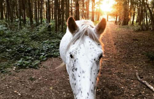 Little Banks Cabin - Foto 39