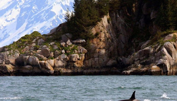 Spring Resurrection Bay Tour - Foto 5