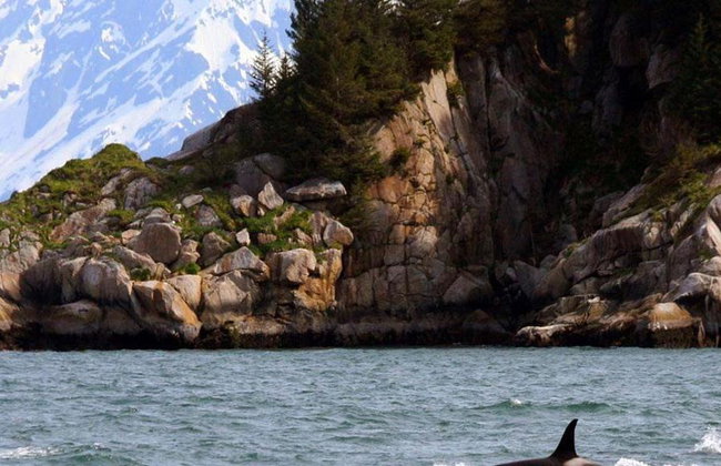 Spring Resurrection Bay Tour - Foto 5