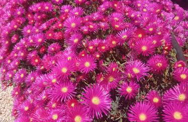 Quinta das Hortênsias I Quinta do Sol - Foto 11