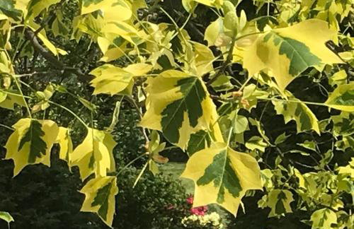 Domki PrzySowie - Góry Sowie - Foto 30