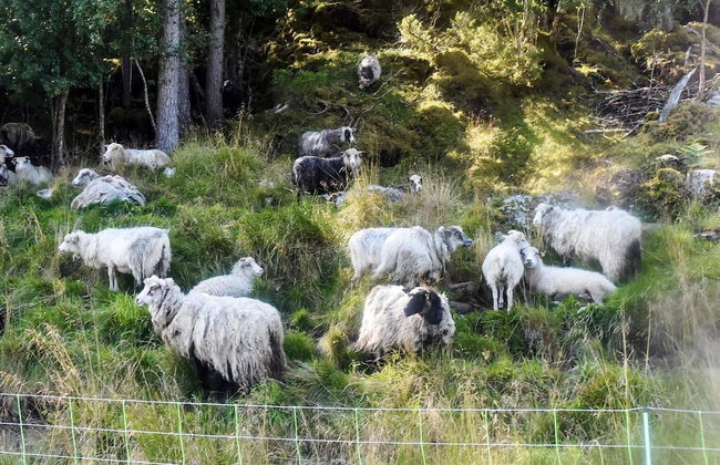 7 Person Holiday Home in Vagland - Photo 19