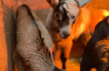 Cascina Bagaggera - Foto 23