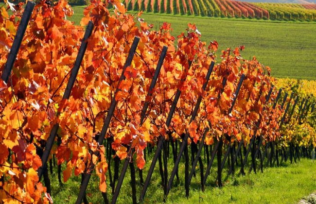 Weinberg-ferienwohnung, Oberrotweil - Foto 32