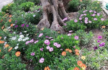 Hotel Apartaments Sa Tanqueta De Fornalutx - Adults Only - Foto 77