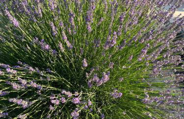 Villa Aprile - Foto 9