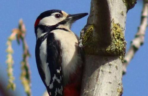 Lighthouse Lodge - Dog Friendly Nr Sutton on Sea - Photo 7