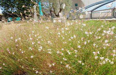 La maison basque - Foto 29