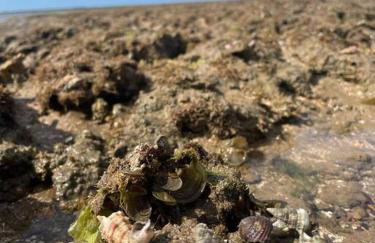 Mani Milagres Studio - Gamboa Patacho - Foto 34