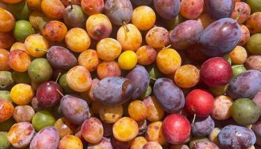 Causette Normandie - Foto 2