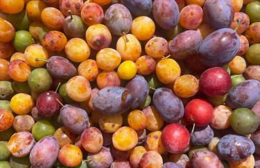 Causette Normandie - Foto 2