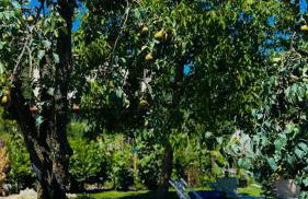 Dolce Risveglio - Foto 26