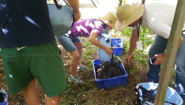 Vendemmia a Flores da Cunha